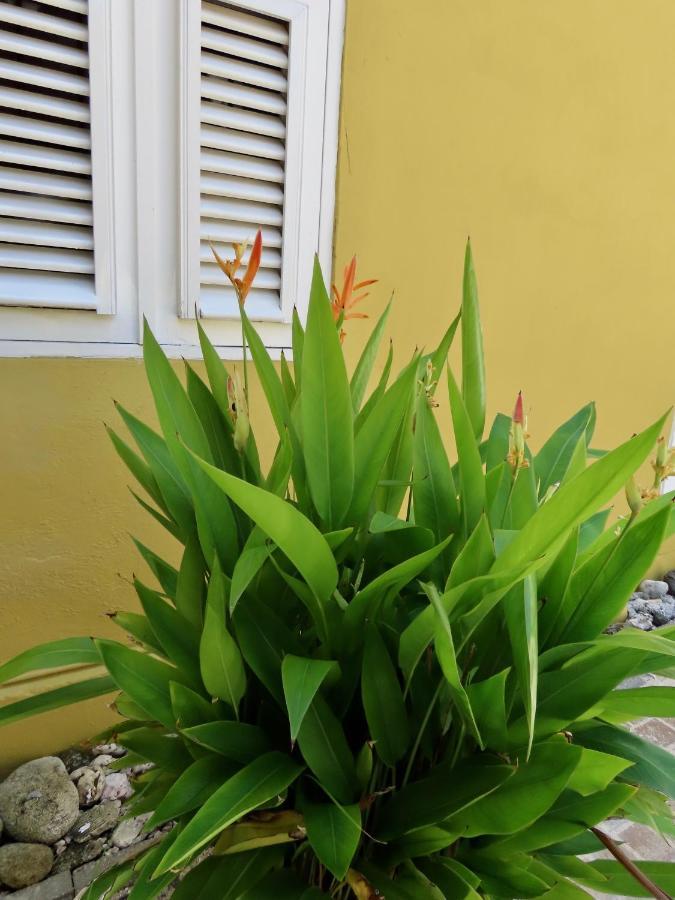 Historic Building The Palm Backyard Studio-Apartment Willemstad, Curacao Feel Home Away From Home Екстериор снимка
